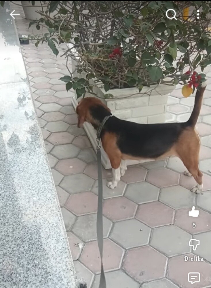 Beagle Dogs - 2