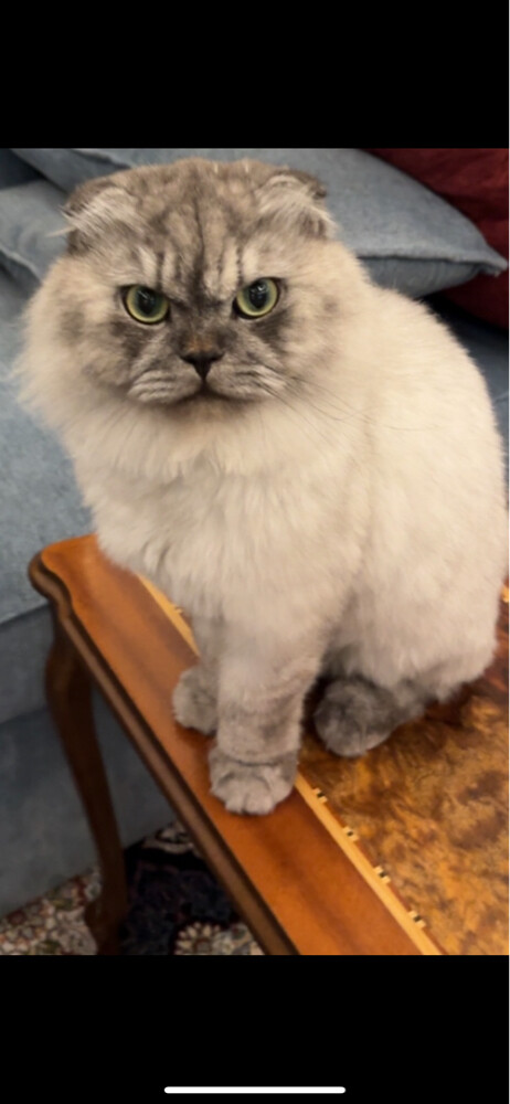 (lost )name of the cat habib - 1