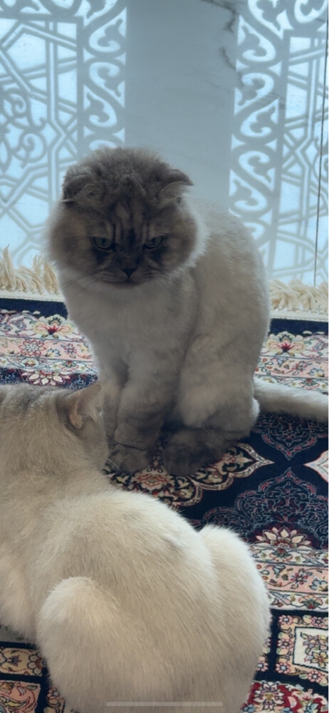 (lost )name of the cat habib - 2