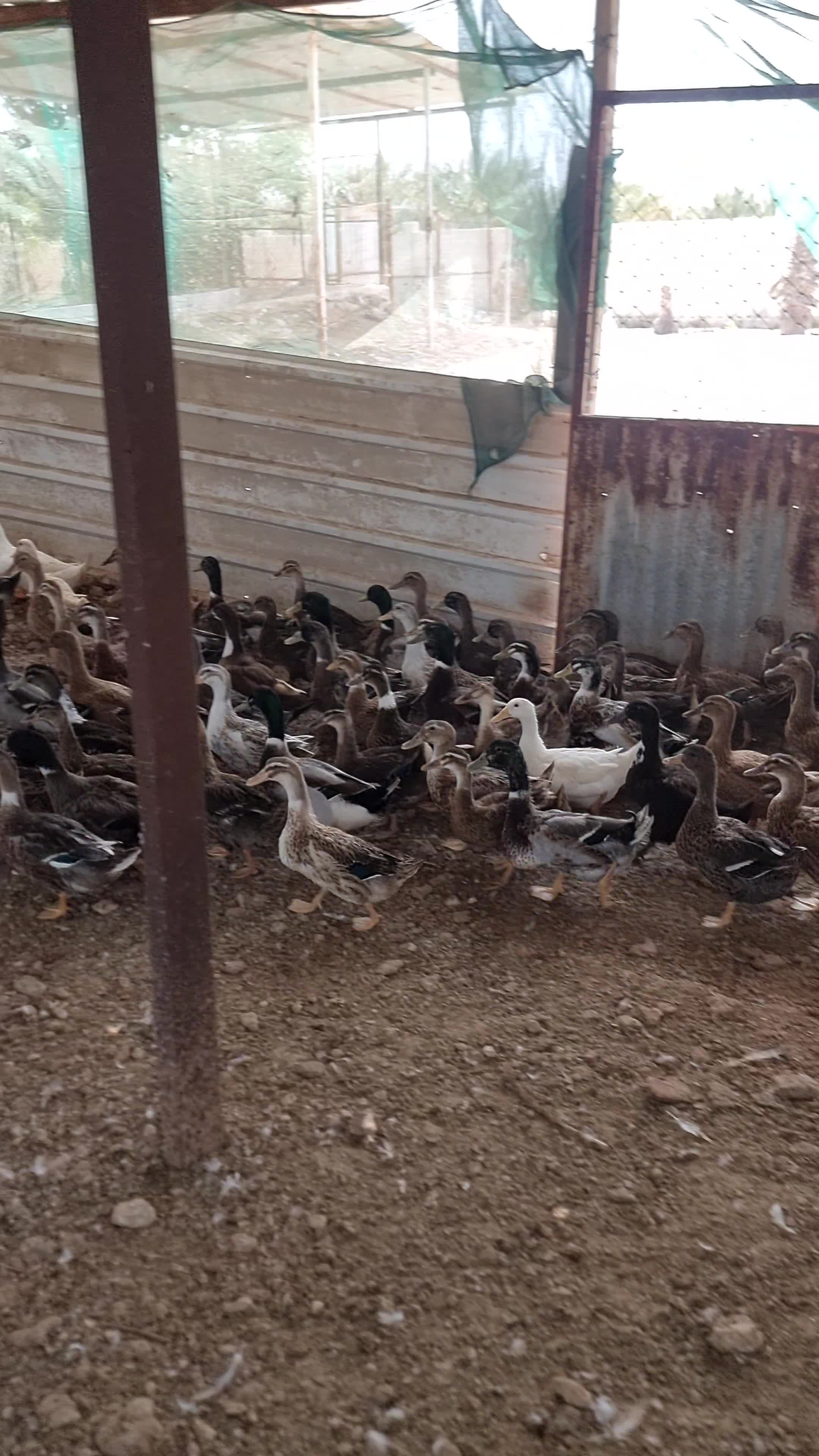بط بنى - 1