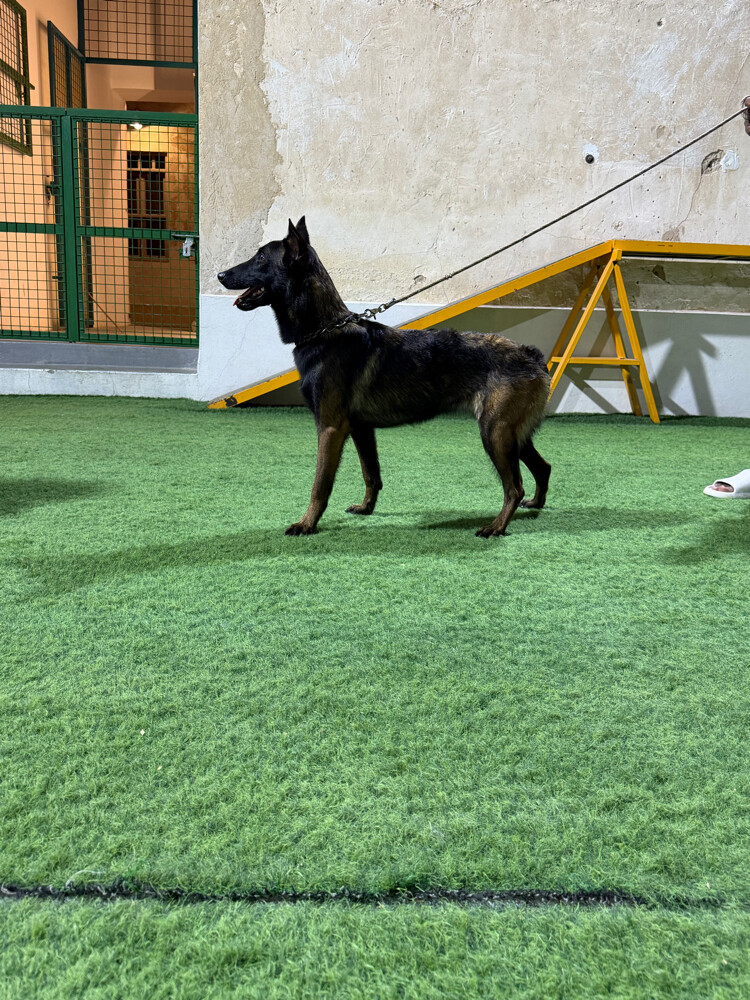 أنثيان مالينوا بلجيكي مميزتان - 2