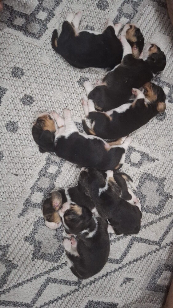 Beagle Dogs - 13