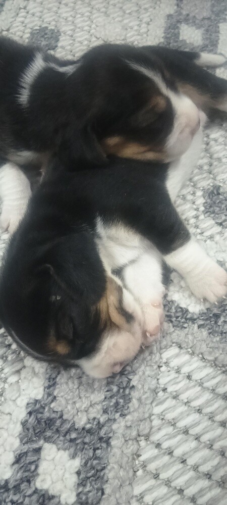 Beagle Dogs - 20