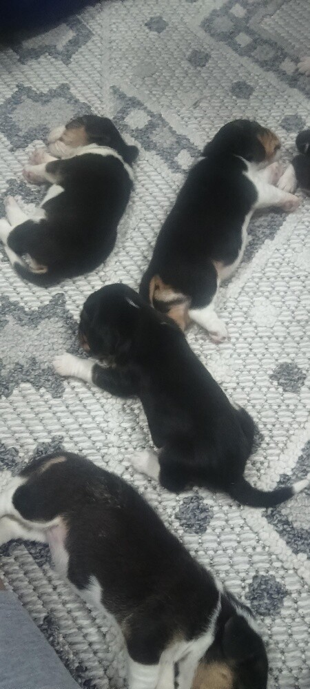 Beagle Dogs - 19