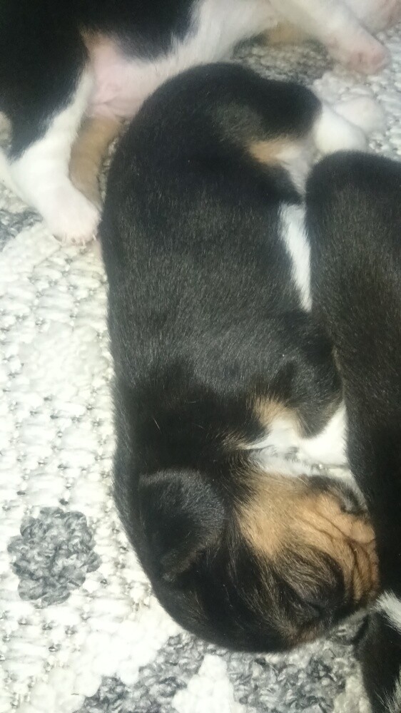 Beagle Dogs - 14