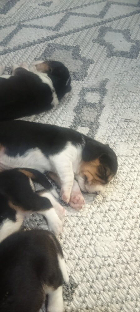 Beagle Dogs - 18