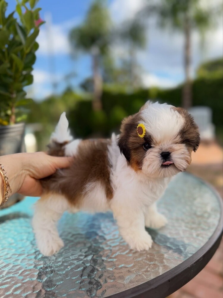 Shih Tzu Puppies available now - 3