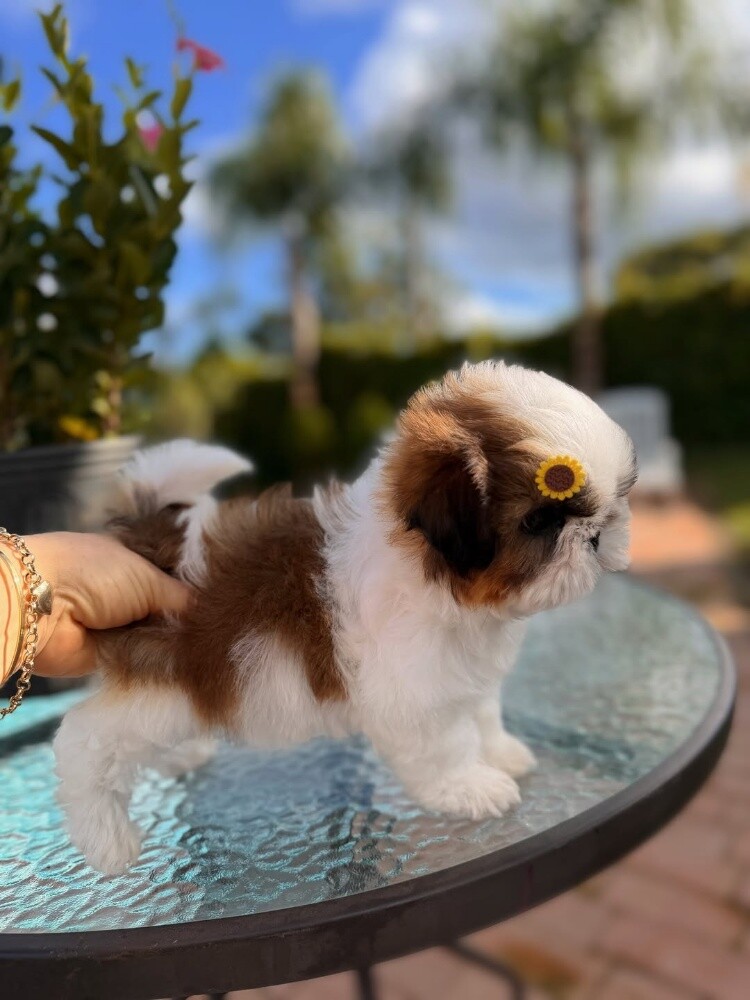 Shih Tzu Puppies available now - 4