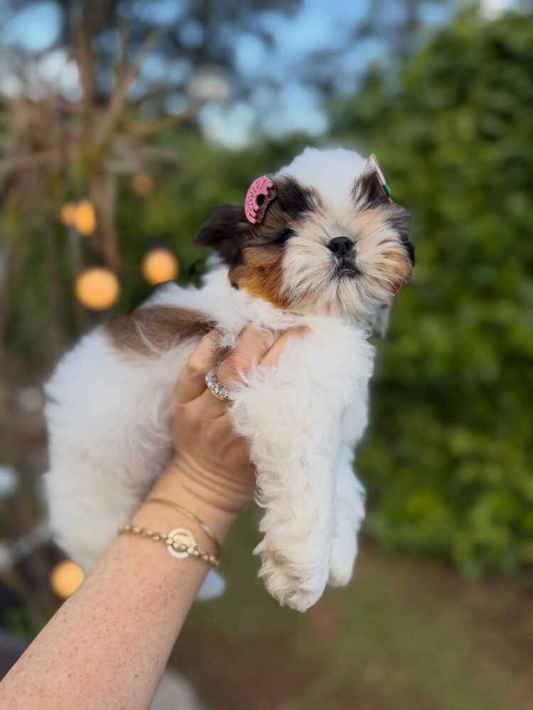Shih Tzu Puppies available now - 2