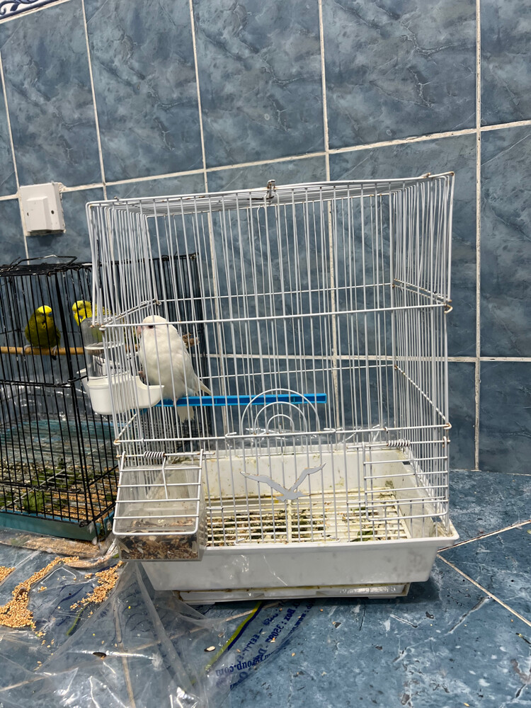 1couckatoo & 2 boudgie - 1