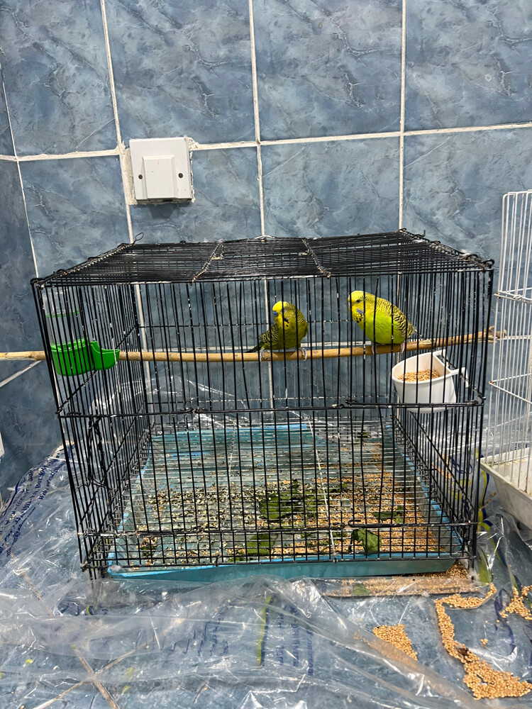 1couckatoo & 2 boudgie - 2