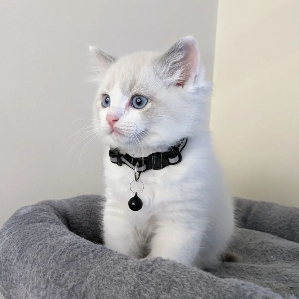 9-Weeks-Old Ragdoll  kitten - 4