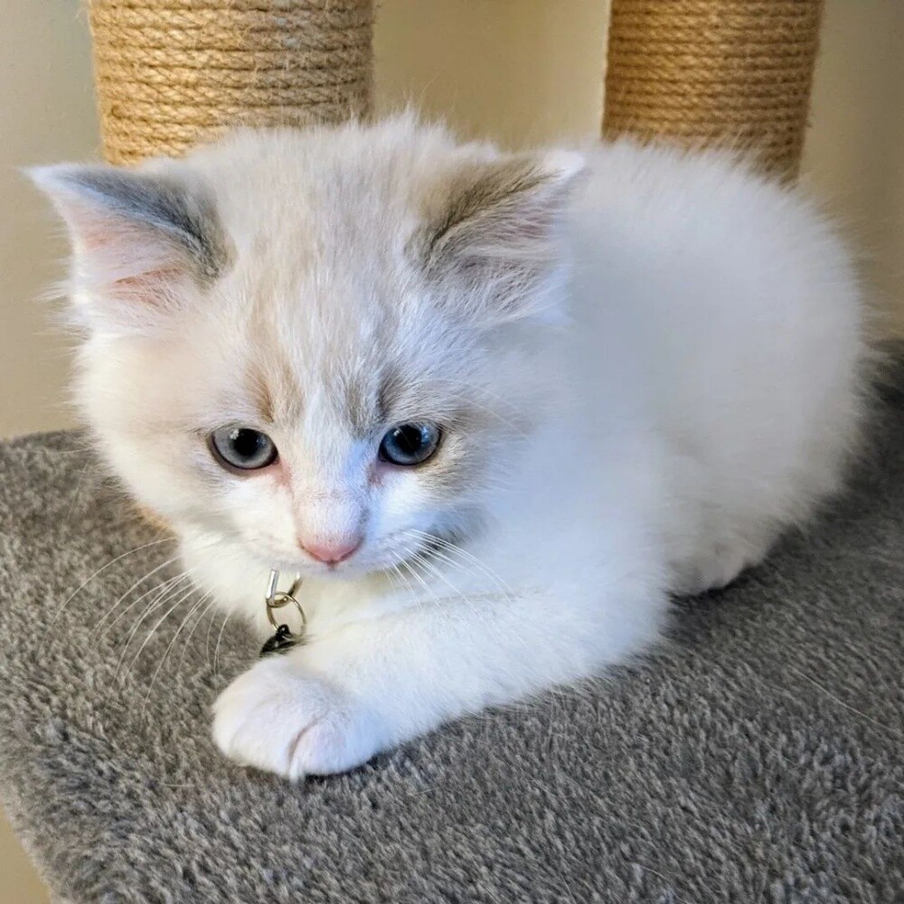 9-Weeks-Old Ragdoll  kitten - 2