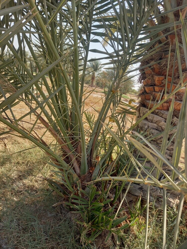 قواعد نخيل - 2