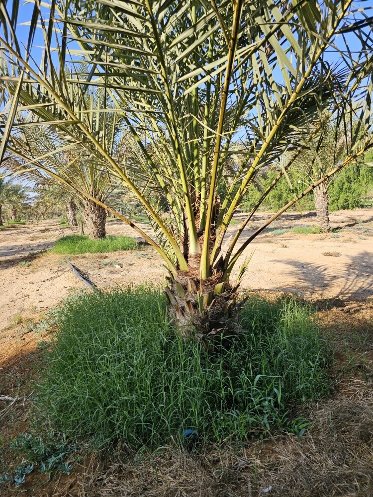 قواعد نخيل - 4
