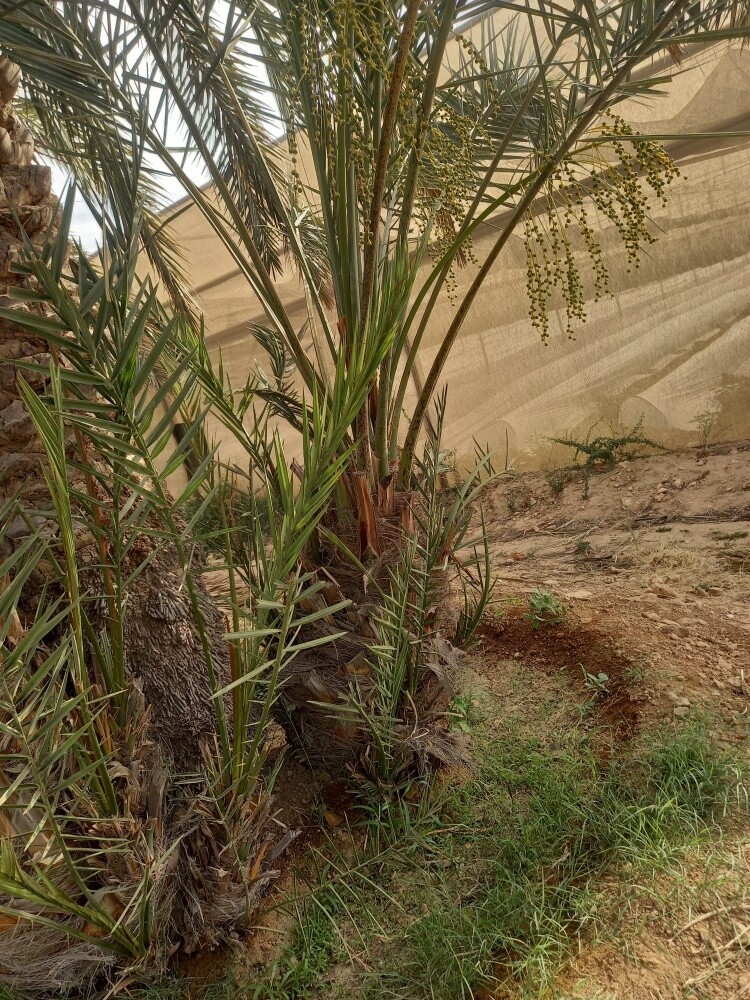 قواعد نخيل - 3