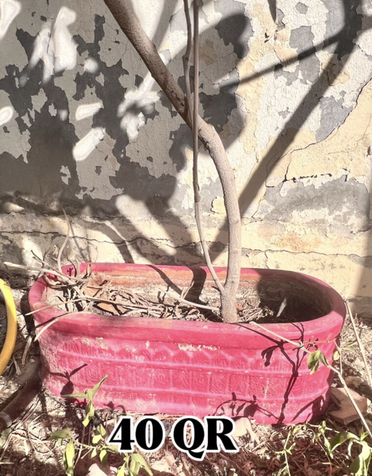 أصيص زرع فخار و سراميك وخشب - 2