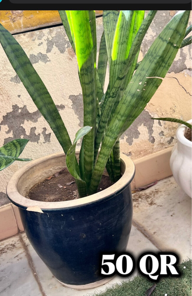 أصيص زرع فخار و سراميك وخشب - 4