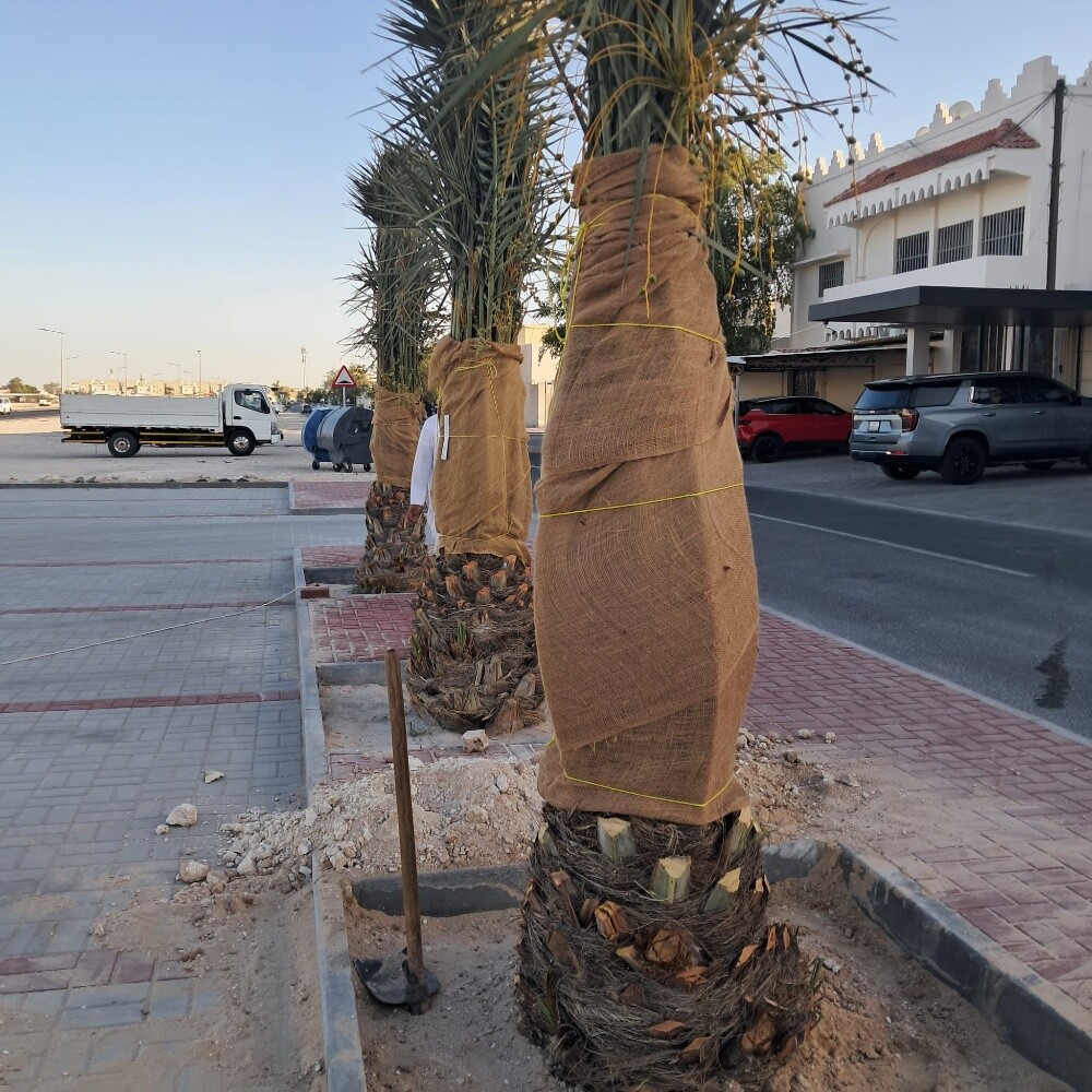 النخيل - 3