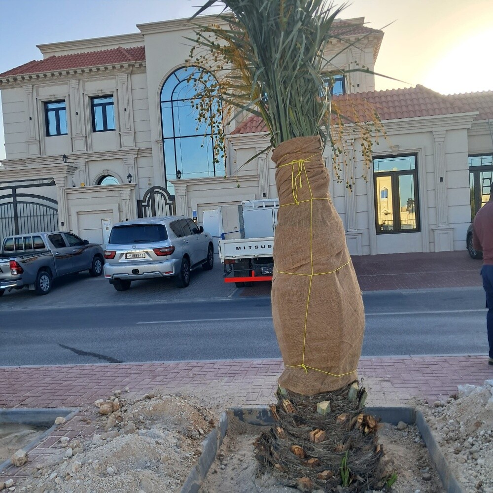 النخيل - 5