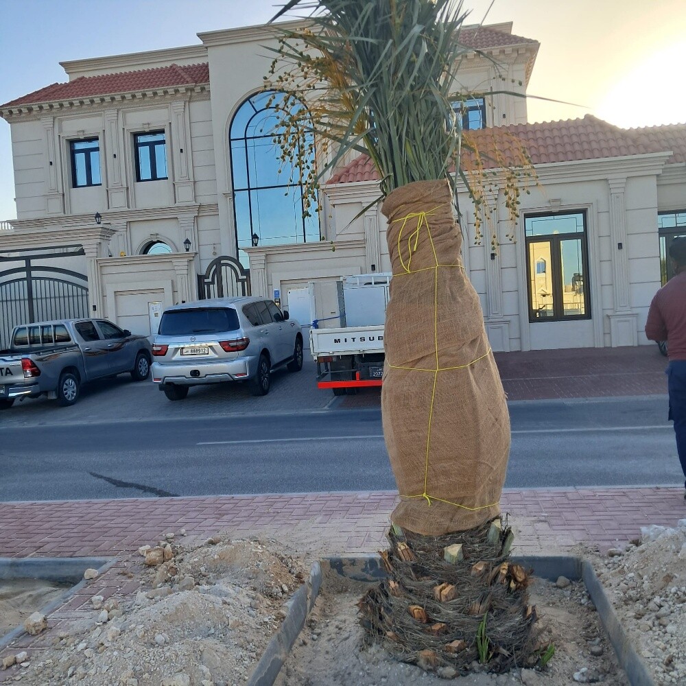 النخيل - 2