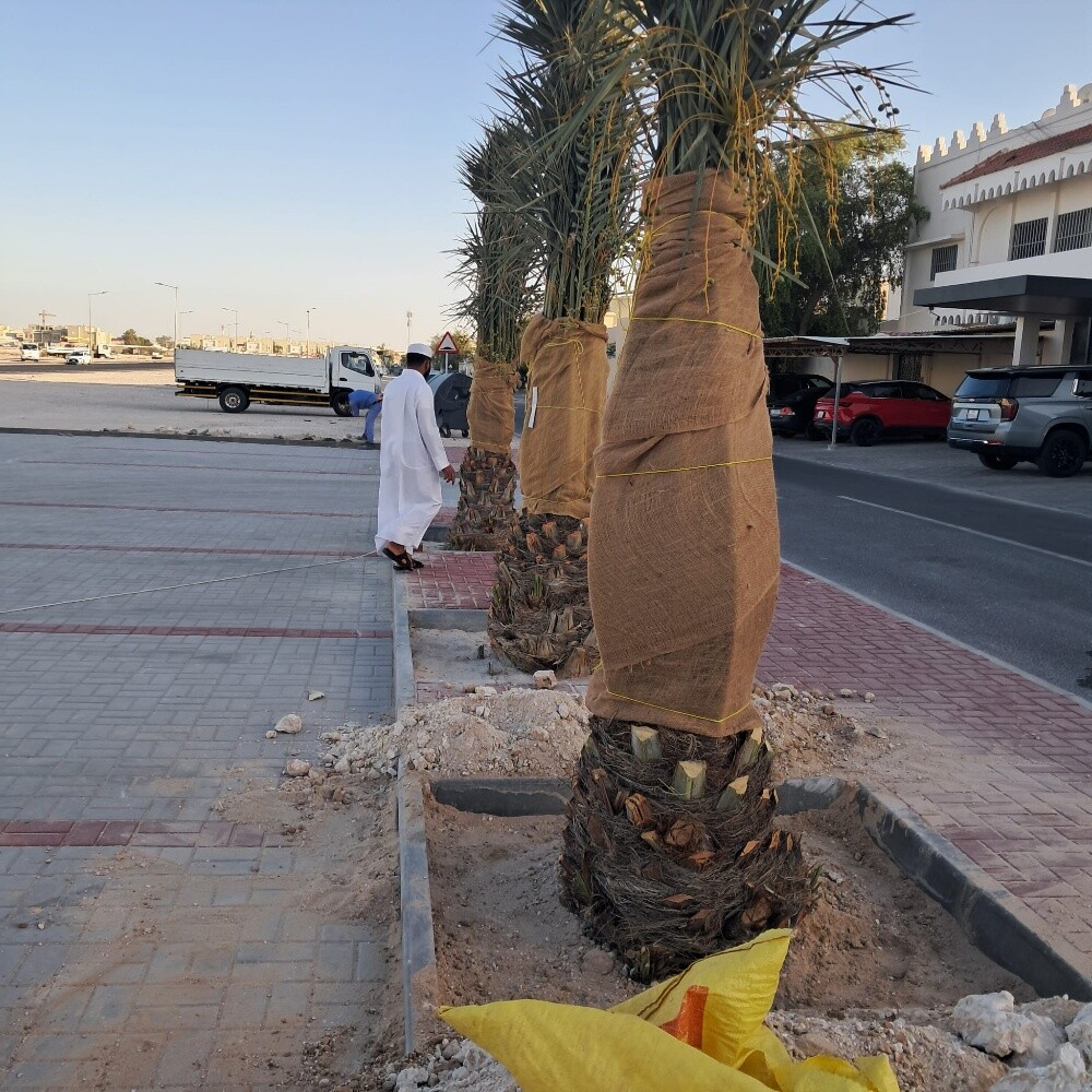 النخيل - 1