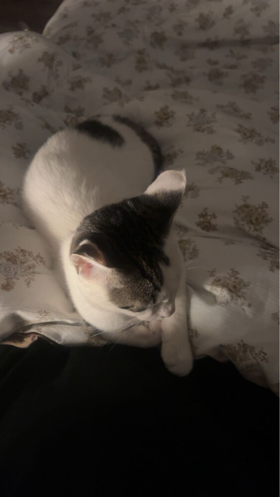 Cat for adoption Free - 2