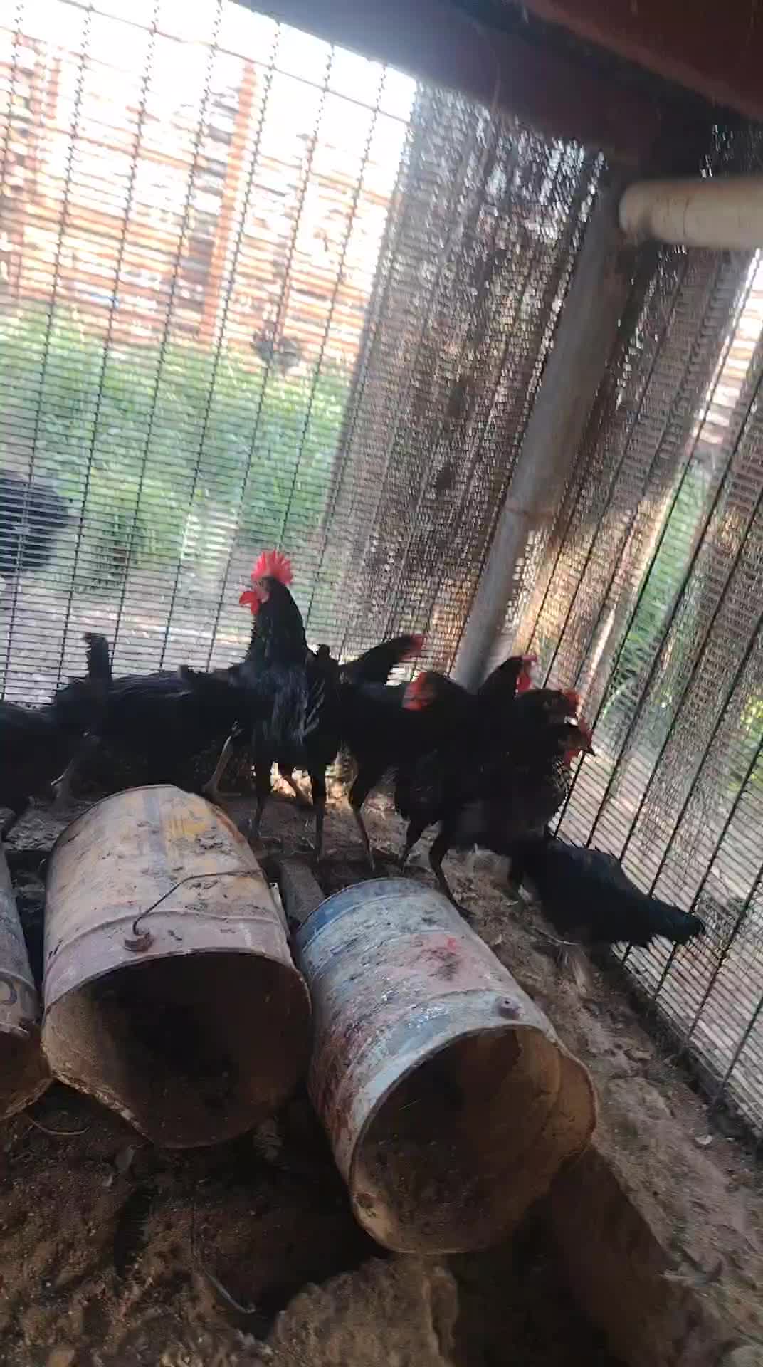 Dik For sell 1 kilo per pc - 1
