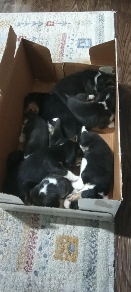 Beagle Dogs - 5