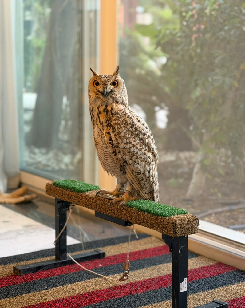 Eurasian Eagle Owl - 1