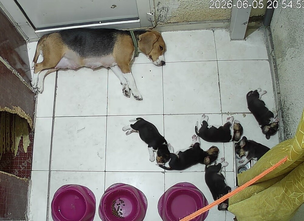 Beagle Dogs - 4