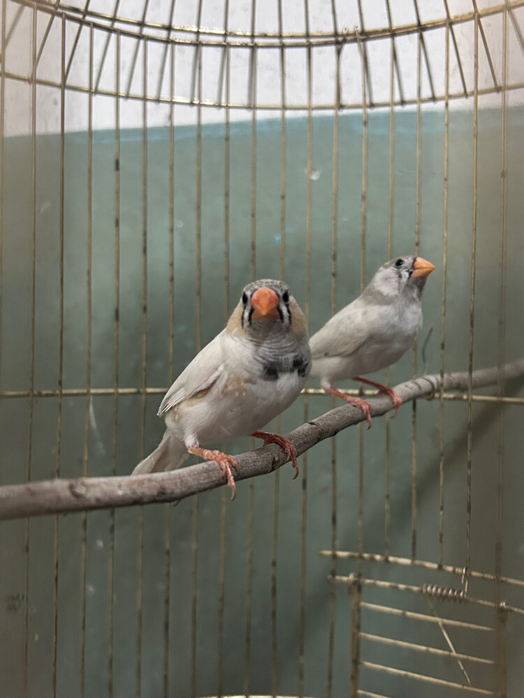 breeding pairs zebra finches  - 5