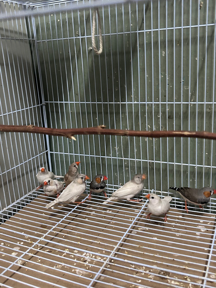 breeding pairs zebra finches  - 1