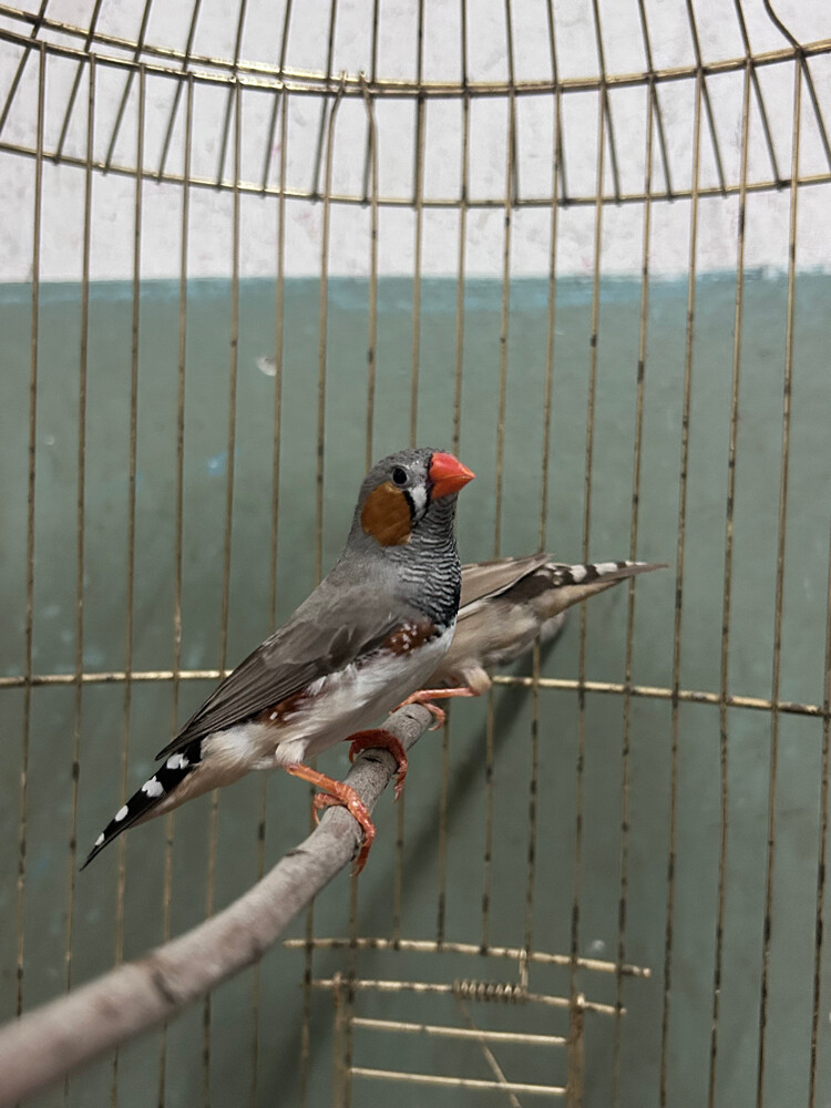 breeding pairs zebra finches  - 2