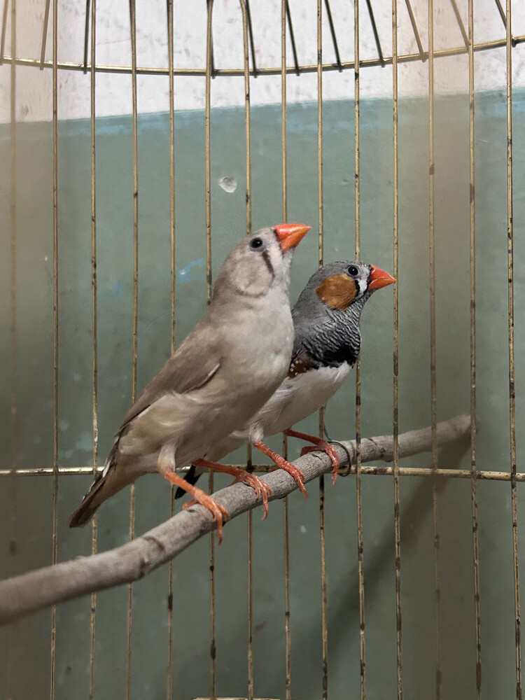 breeding pairs zebra finches  - 4
