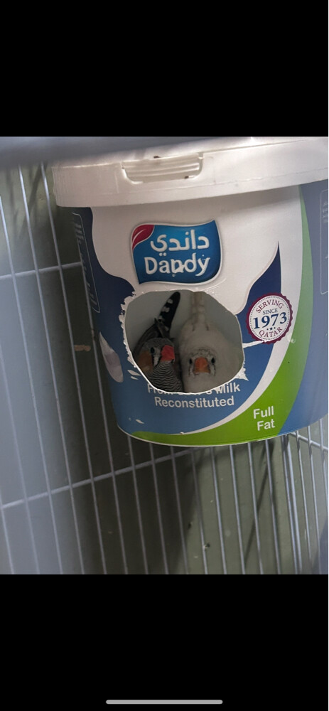 zebra finches breeding pairs  - 1