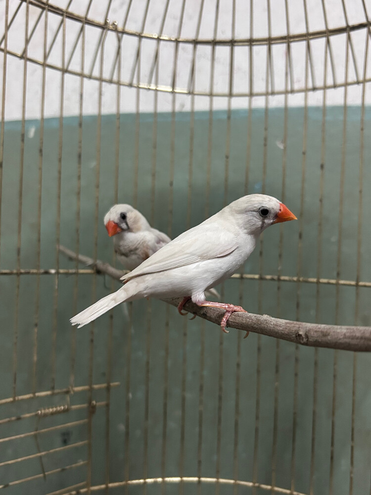 zebra finches breeding pairs  - 3