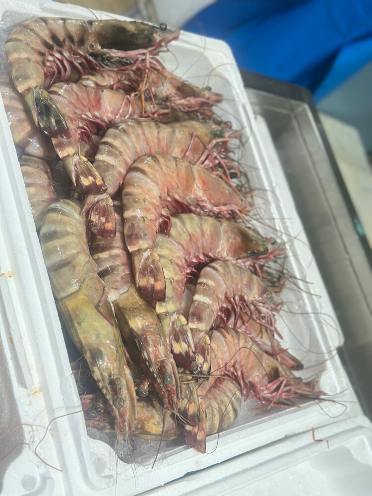 samak - 4