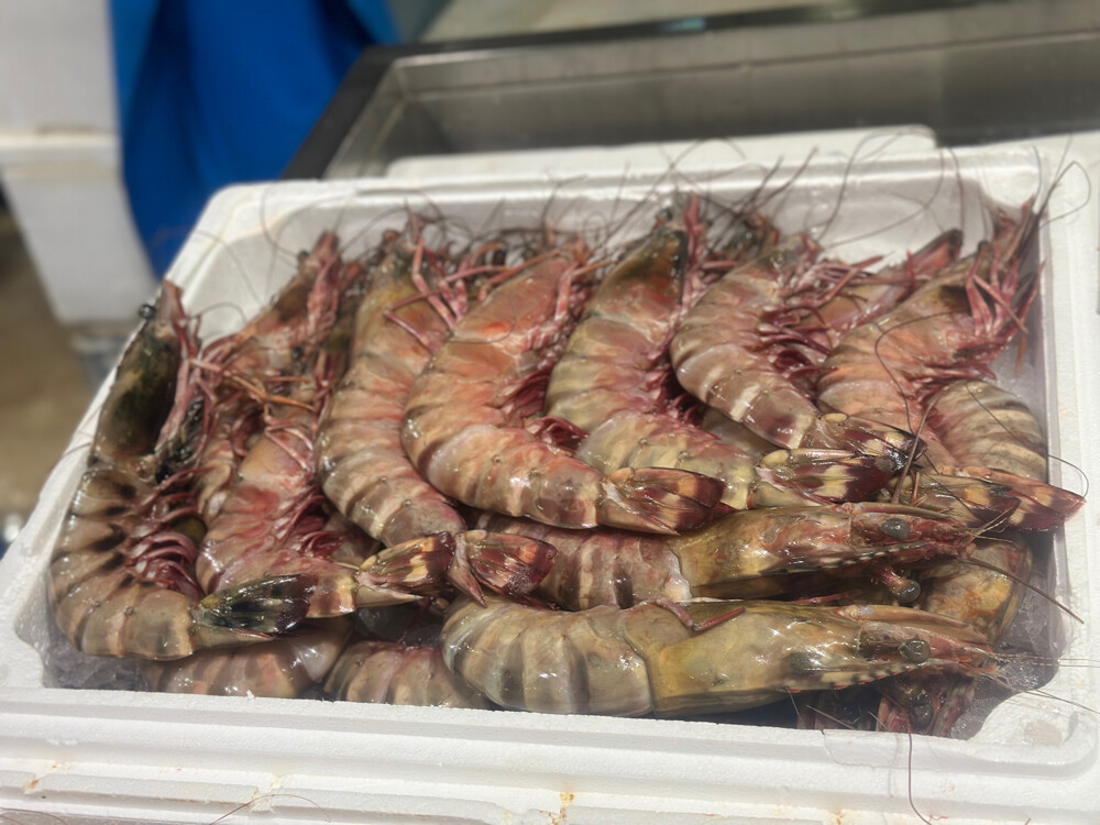 samak - 2