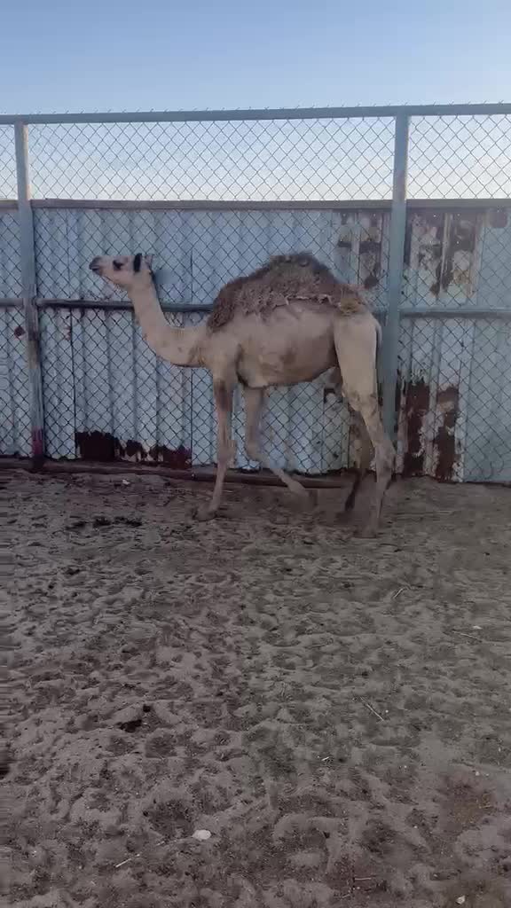 شاهين - 1