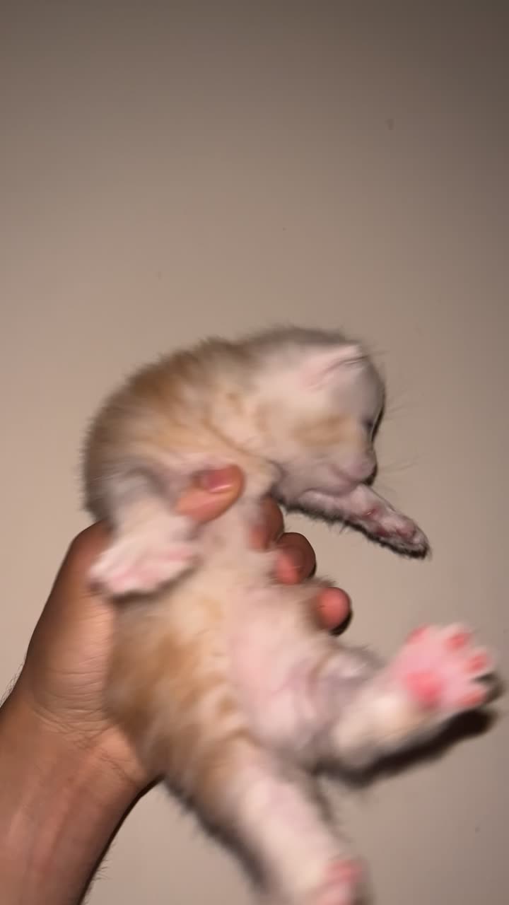 للبيع قطط سيبيري بيور - 2