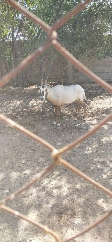 للبيع - 3