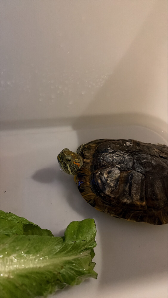 red eared slider turtle - 3