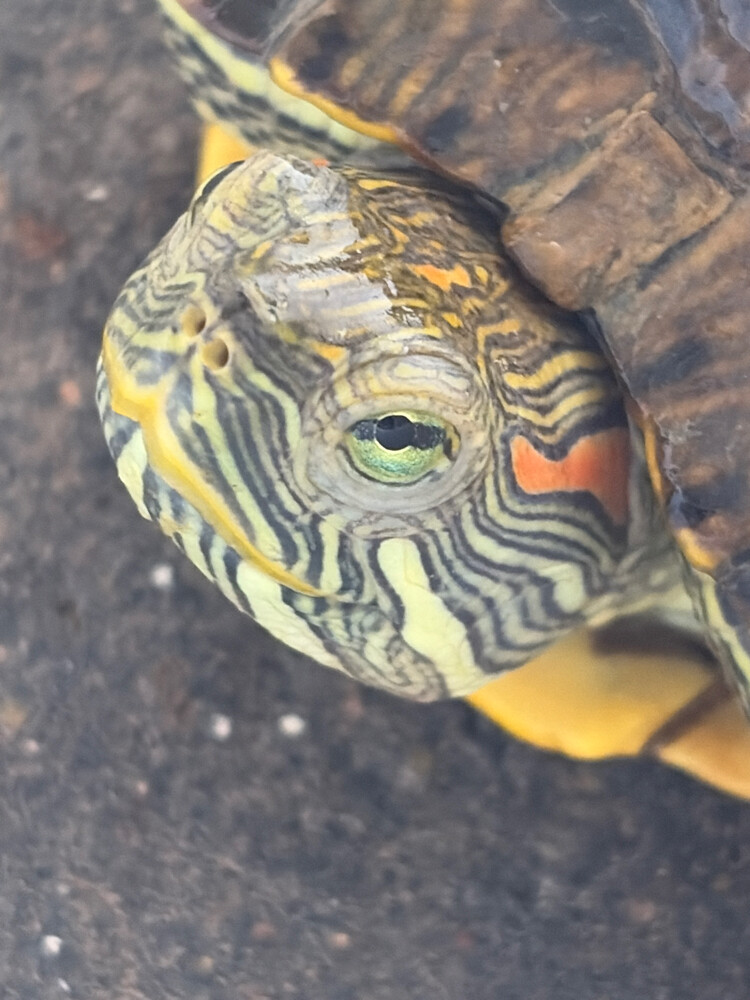 red eared slider turtle - 1