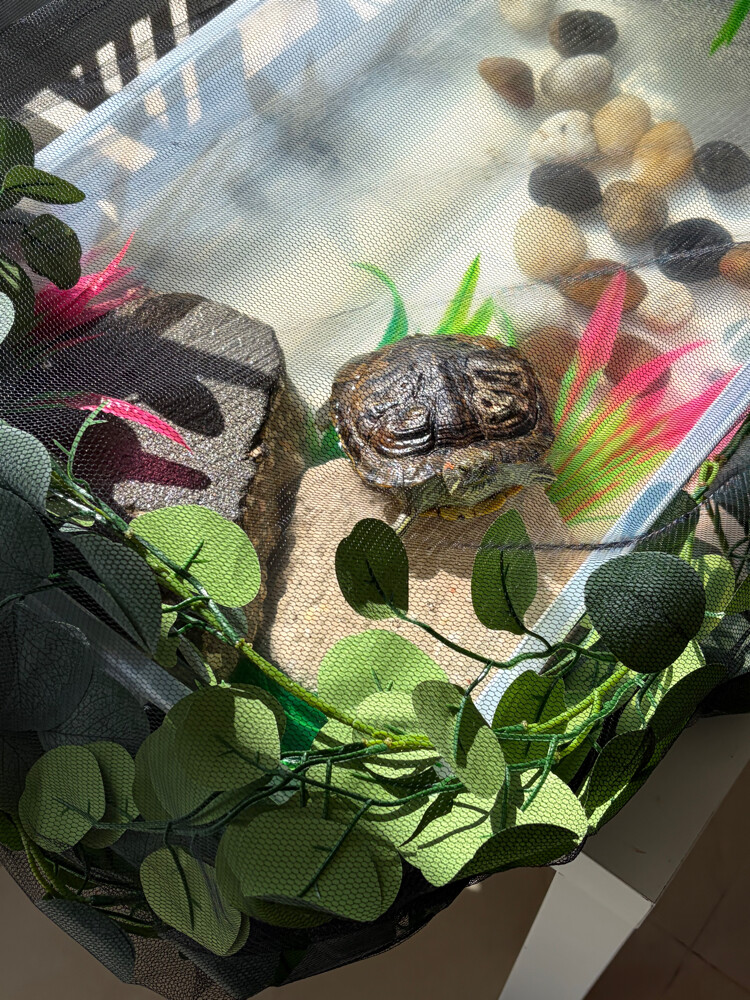 red eared slider turtle - 4