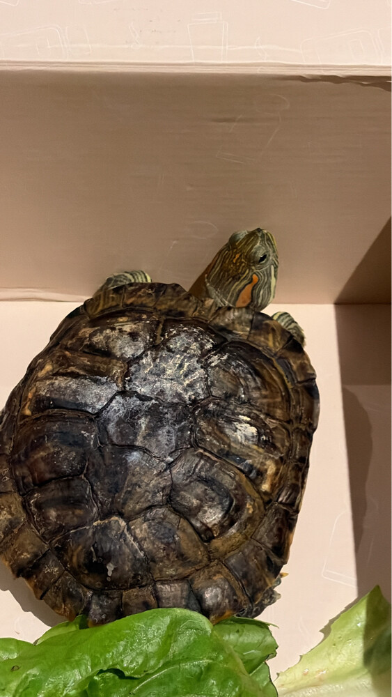 red eared slider turtle - 2