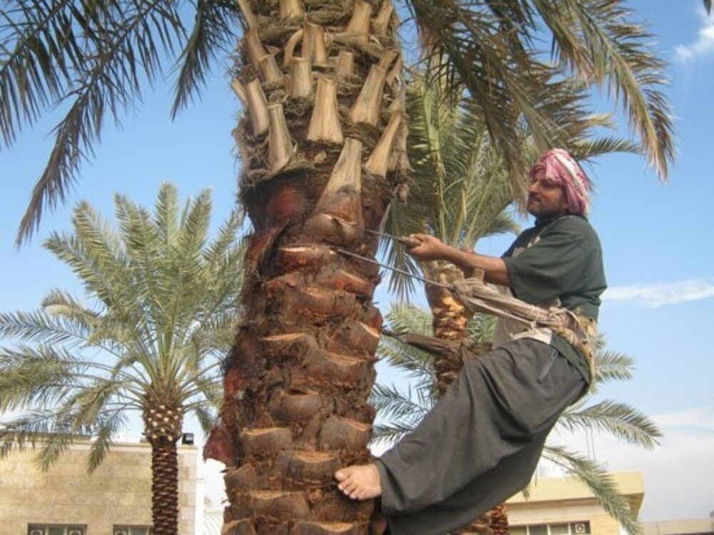 تقليم الأشجار والنخيل - 1
