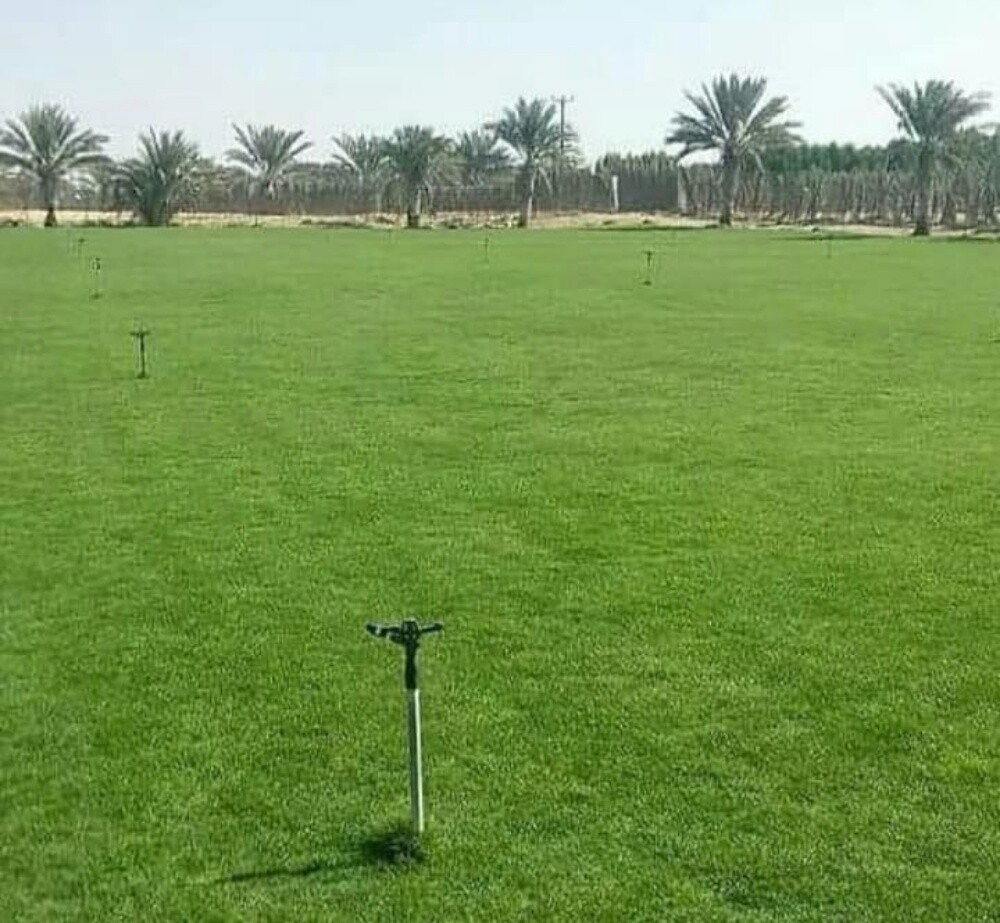 حشيش طبيعي للبيع - 1