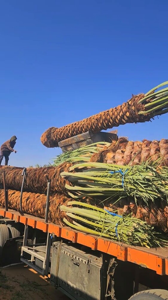 زراعة جميع انواع النخيل - 1