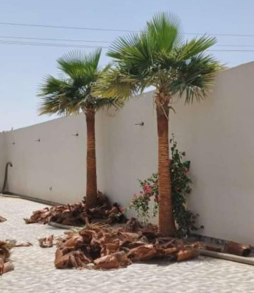 وشنطونيا متوفره بكثره للبيع - 1